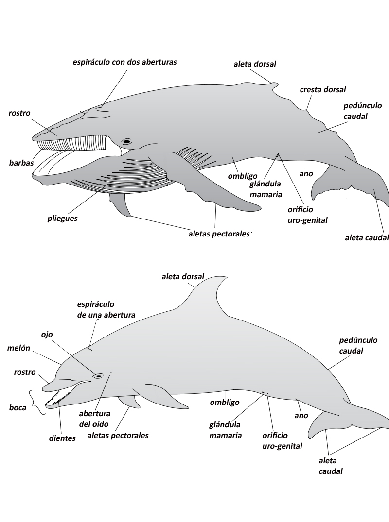 Esquema De La Ballena ¡Fotos & Guía 2024!