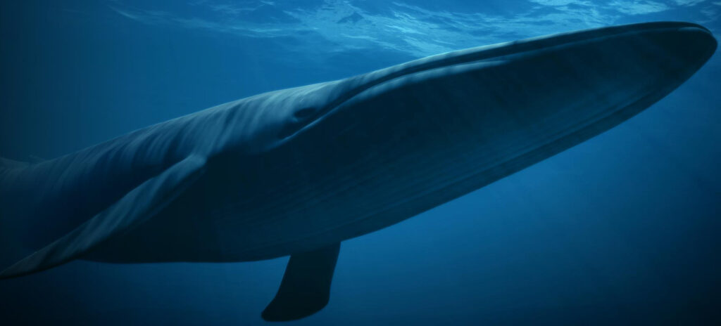 esquema de la ballena azul para niños