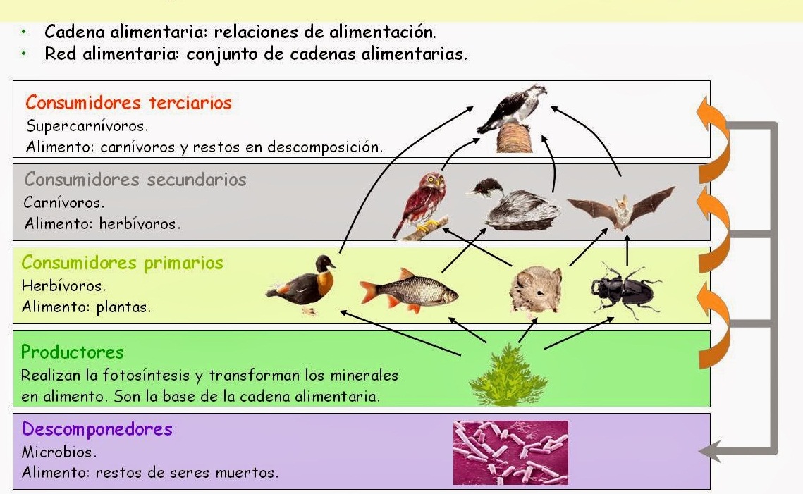 Esquema De Cadena Alimenticia ¡fotos And Guía 2024 2261