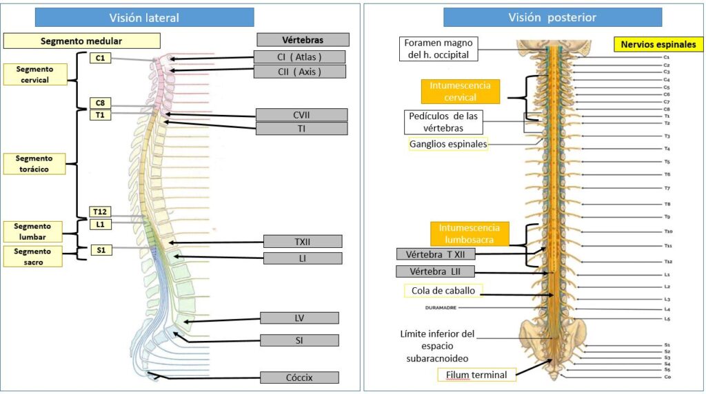 esquema de la columna vertebral y vertebras cervicales dorsales y lumbares