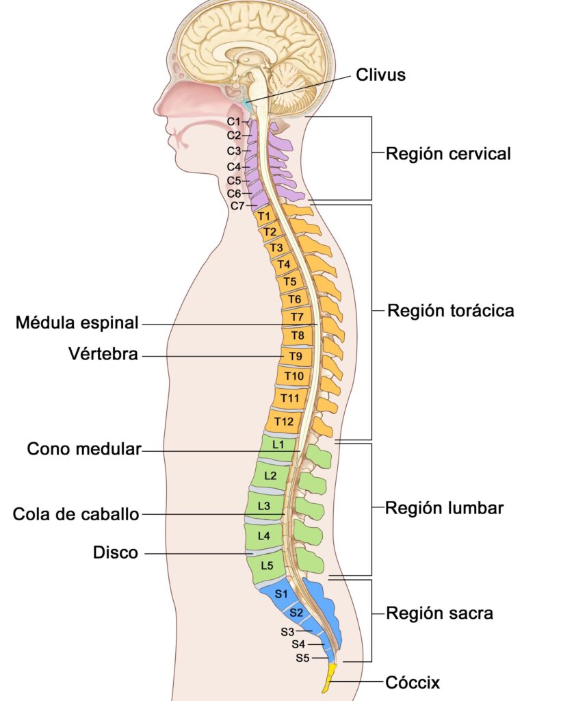 esquema de la columna vertebral humana con nombres