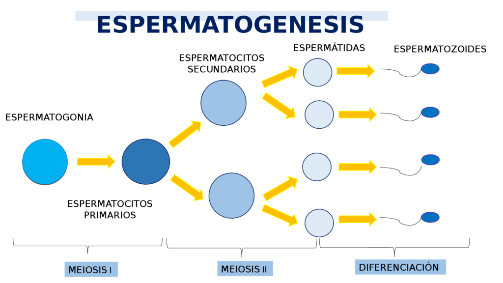 el esquema de la espermatogenesis