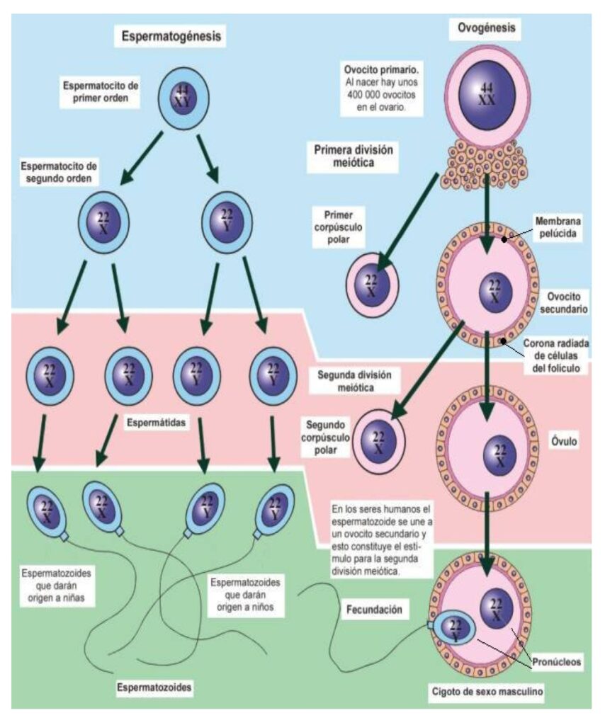 esquema de la meiosis ovogenesis y espermatogenesis