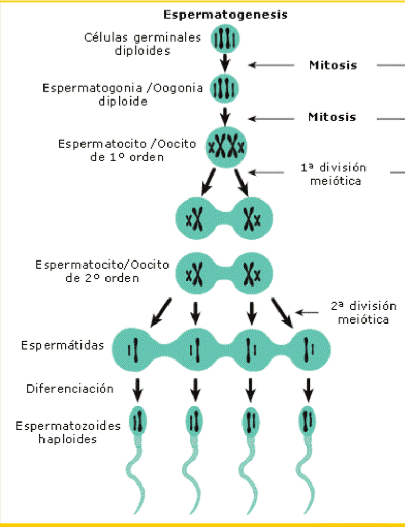 esquema de las fases de la espermatogenesis