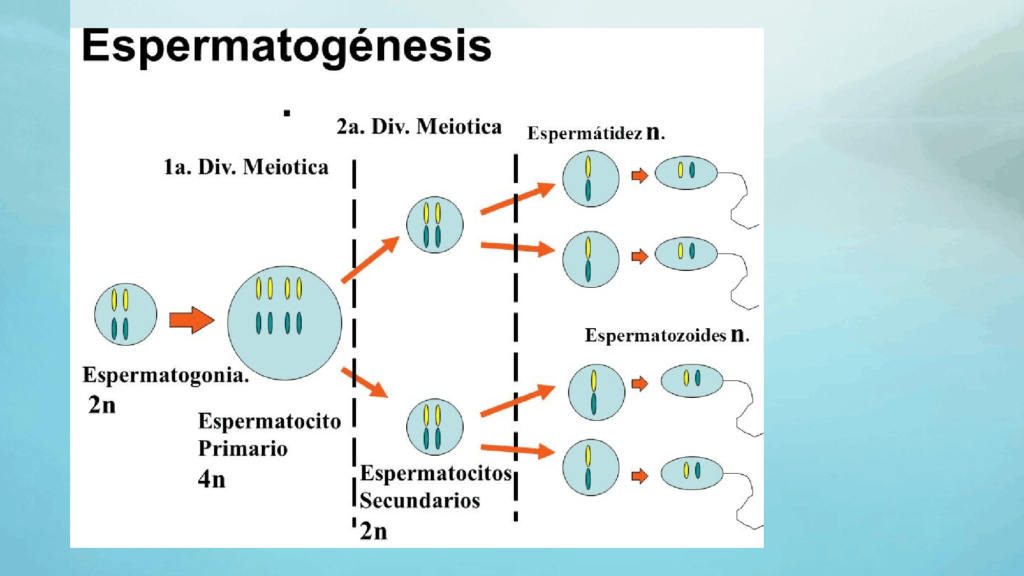 esquema de la espermatogenesis
