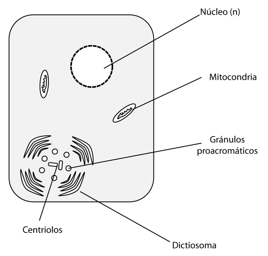 esquema de la gametogenesis masculina y femenina