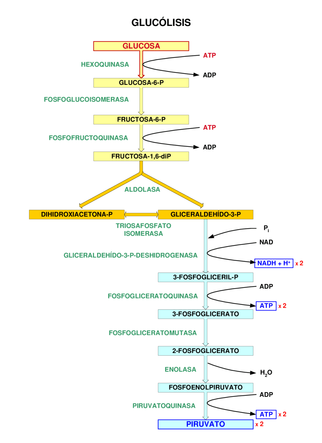 Esquema de la glucolisis ¡Fotos & Guía 2024!