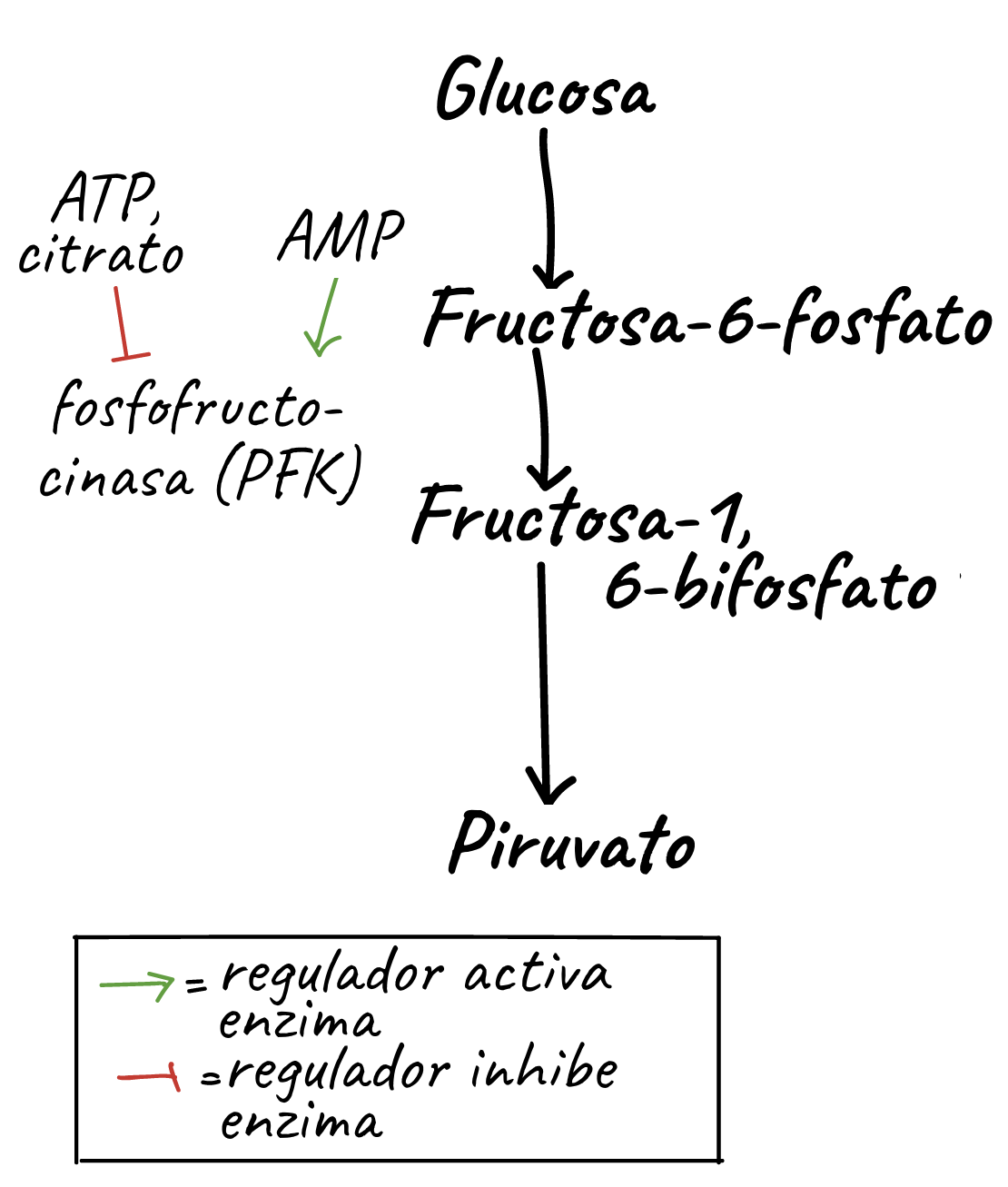 Esquema De La Glucolisis Fotos Gu A