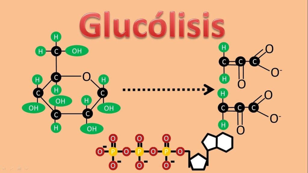 esquema de la glucolisis paso a paso