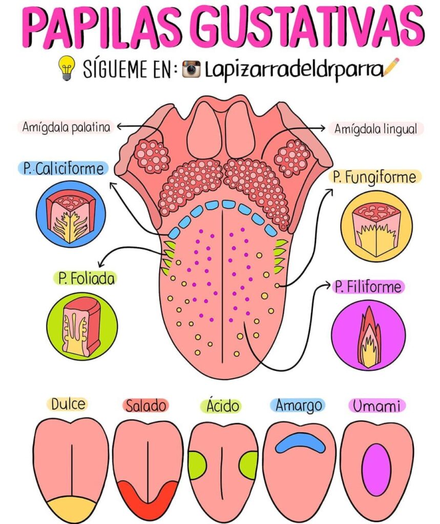 esquema de la lengua donde se perciben los sabores