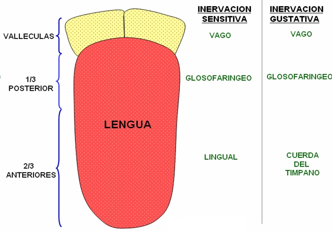 Esquema De La Lengua ¡fotos And Guía 2024 9952