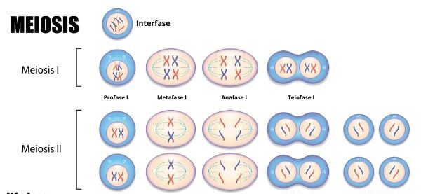 esquema de la meiosis 1