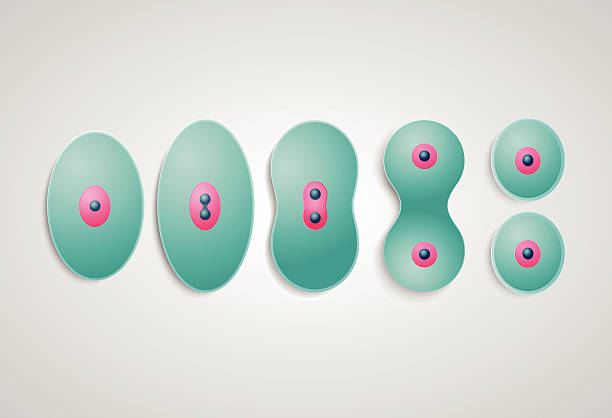 esquema de la meiosis con sus fases	