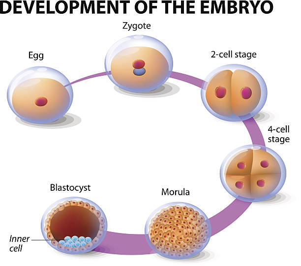esquema de la meiosis pdf