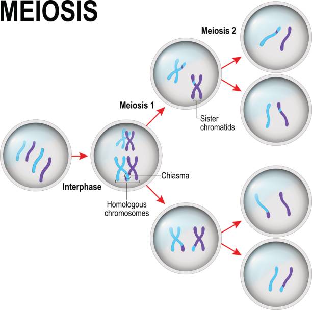 esquema de la meiosis ovogénesis y espermatogénesis