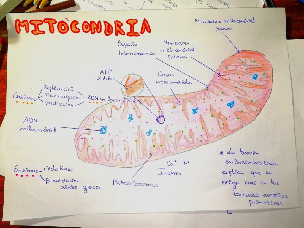 esquema de la estructura mitocondrial