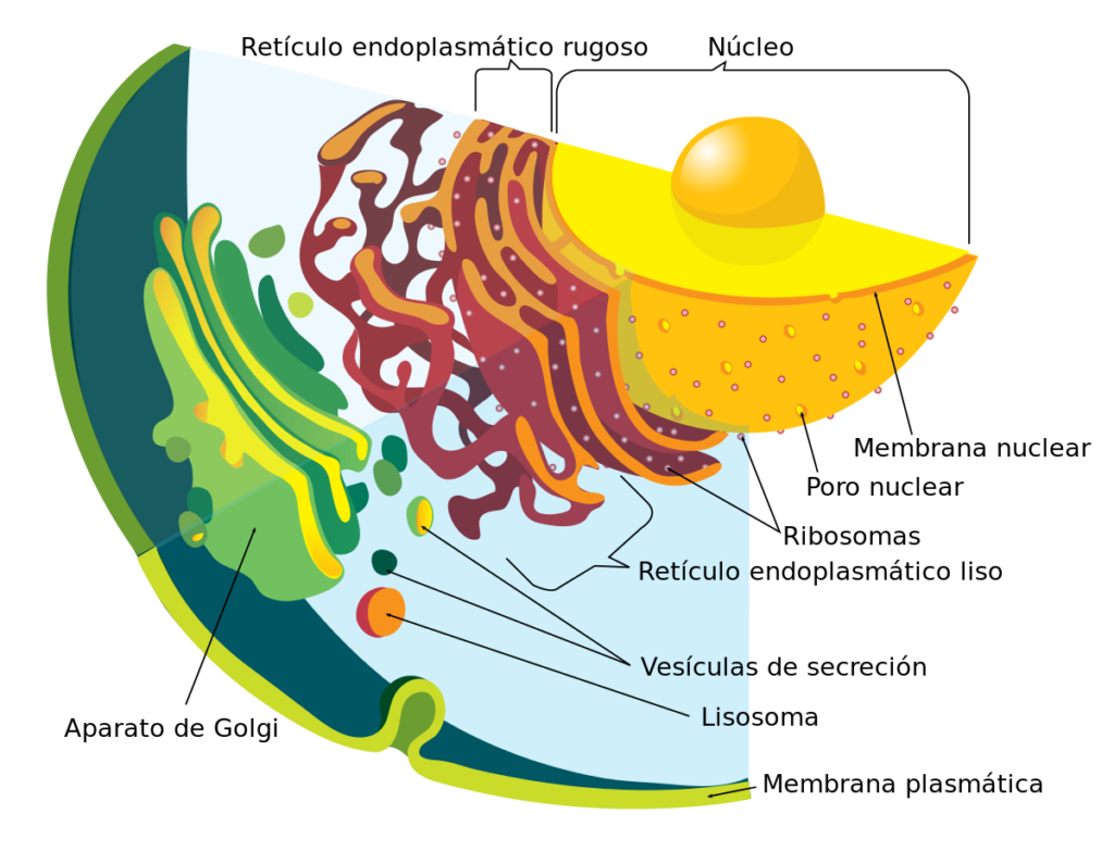 esquema de mitocondria con todas sus partes