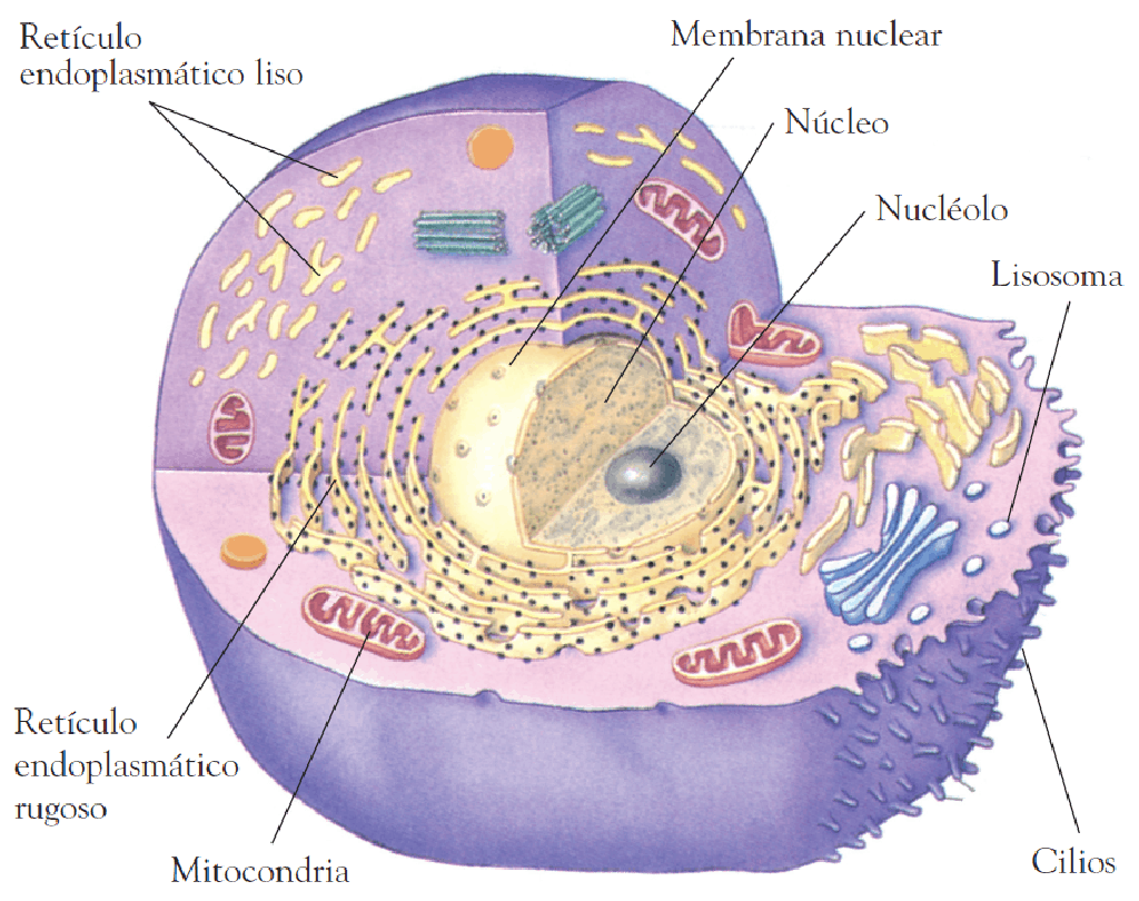 esquema de la respiracion celular en la mitocondria