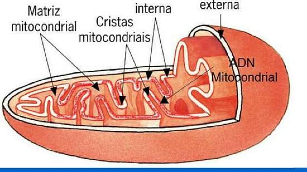 Esquema De La Mitocondria Fotos Gu A