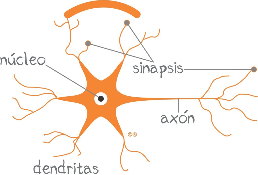 esquema de la neurona sin nombres