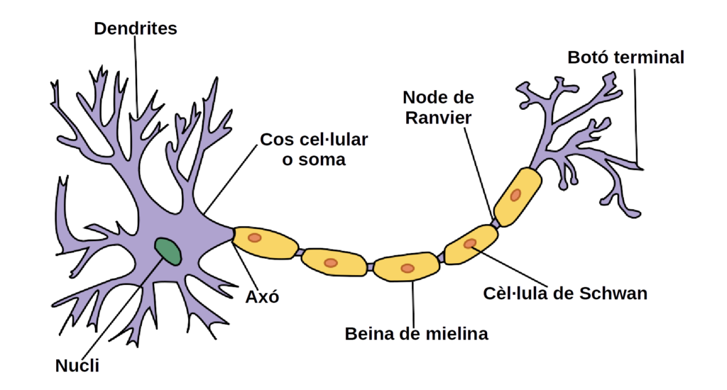 esquema de la neurona y funcion