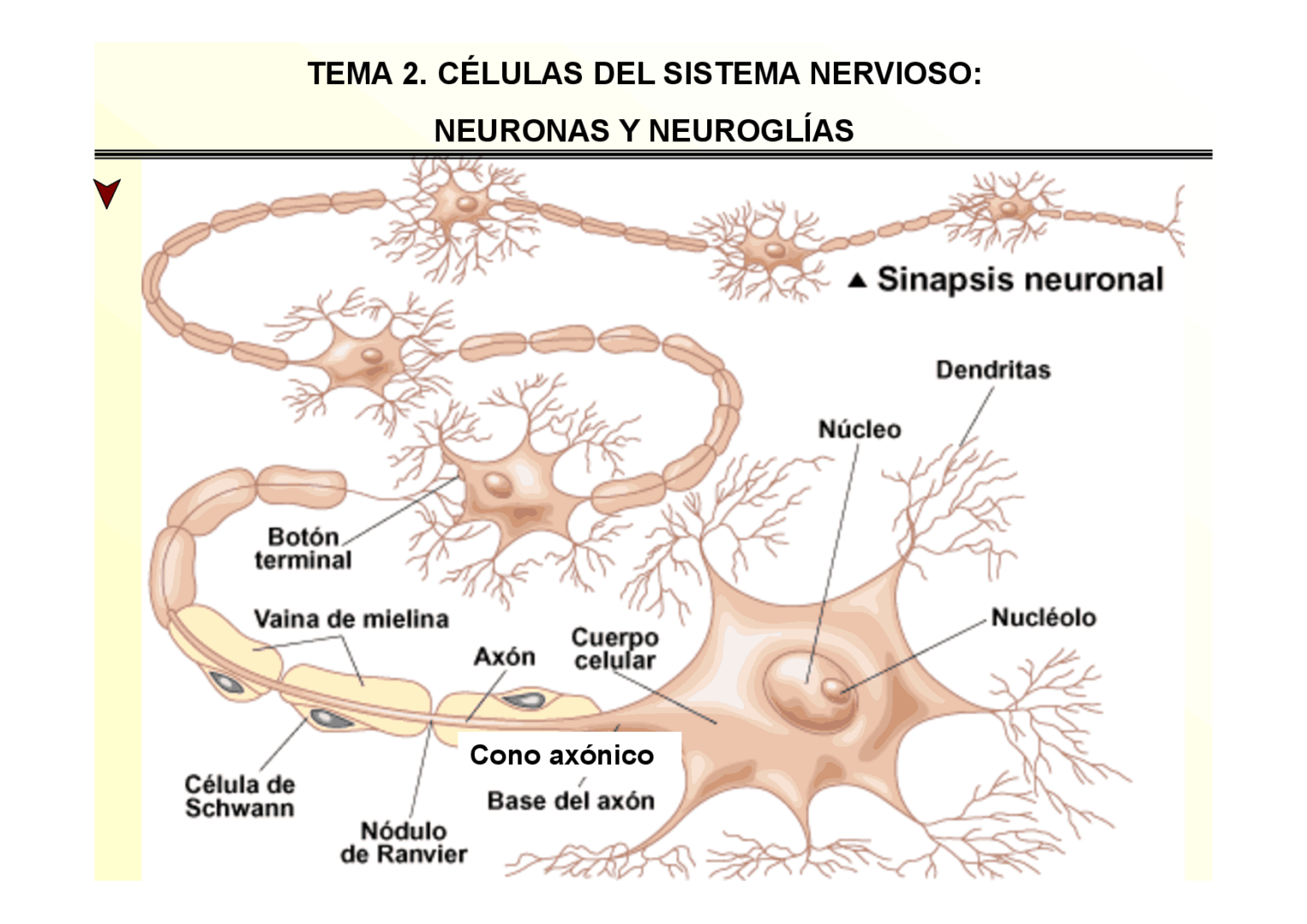 Esquema De La Neurona ¡fotos And Guía 2021 6506