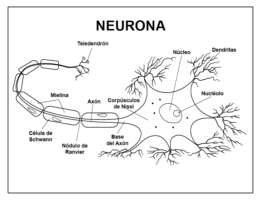esquema de la neurona motora