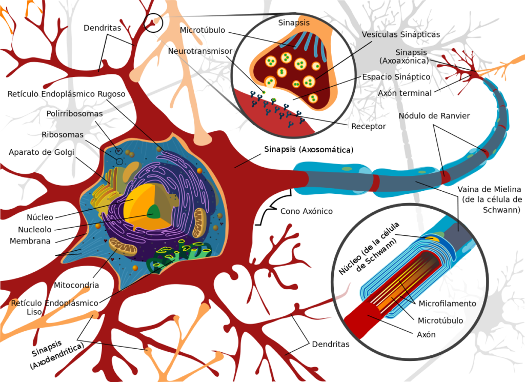 esquema de la neurona estructura	