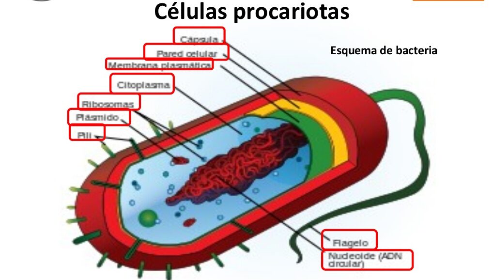 esquema de celula procariota