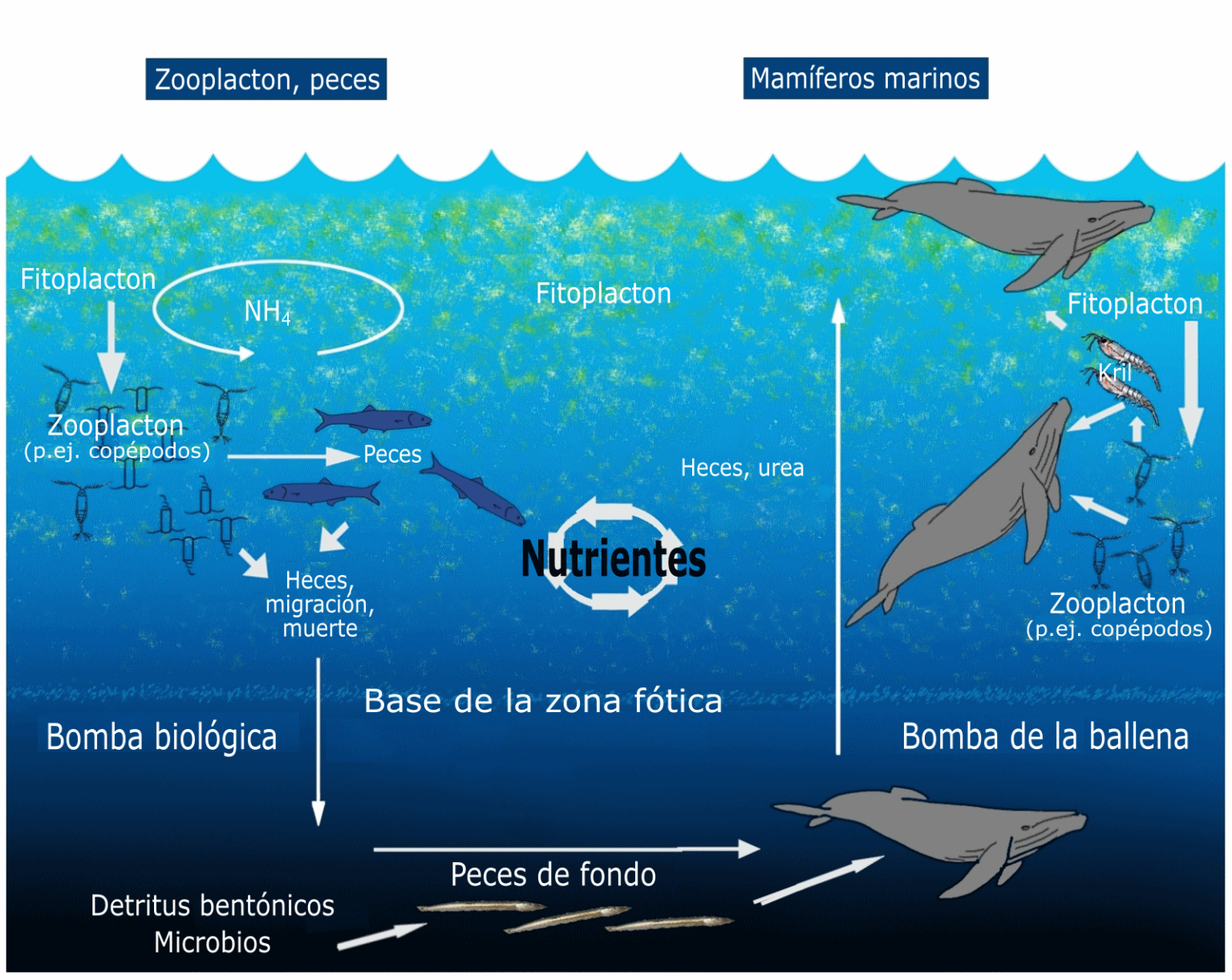 Esquema de los ciclos biogeoquímicos ¡Fotos & Guía 2024!