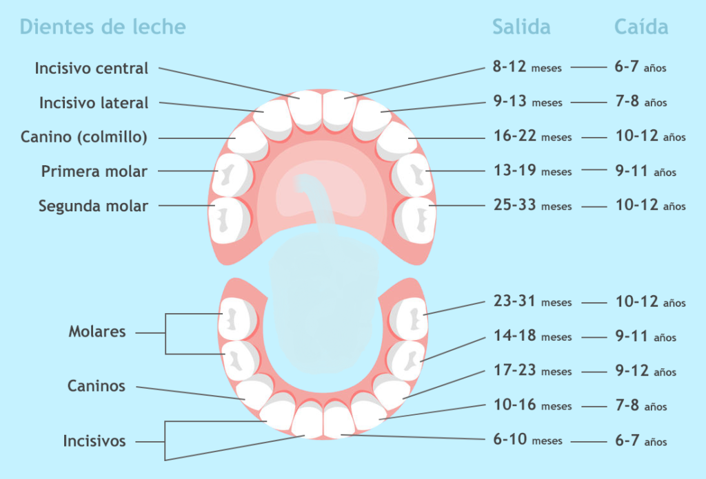 esquema de el diente
