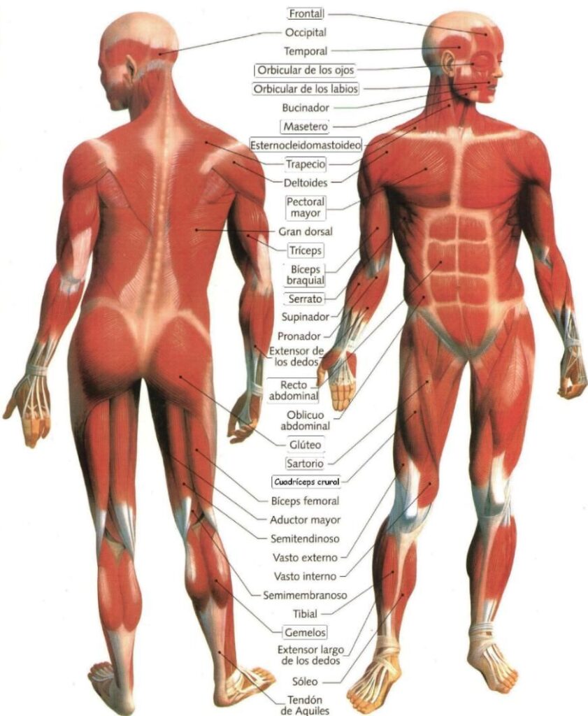 esquema de los musculos del cuerpo humano con nombres