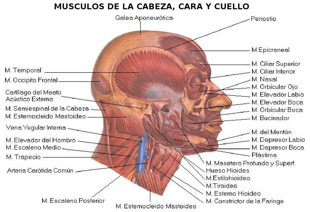 esquema de los musculos de la cabeza