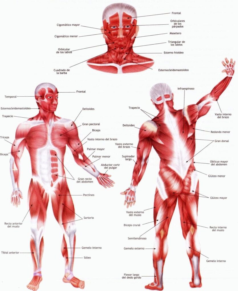 esquema de los musculos del cuerpo humano