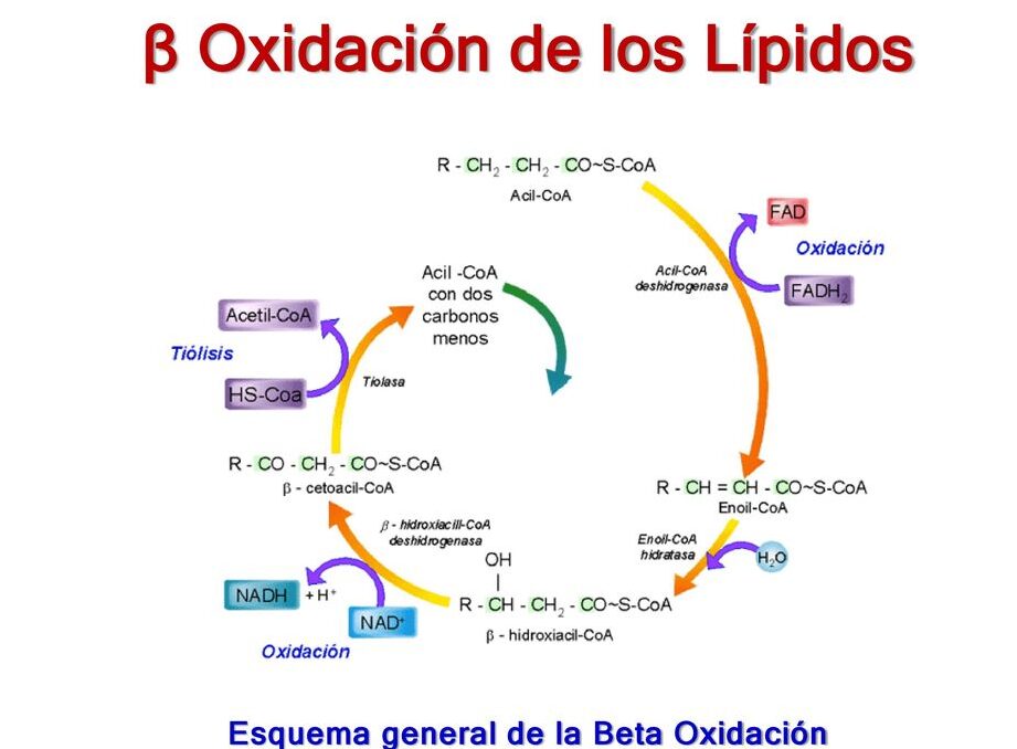 esquema de lipidos y proteinas