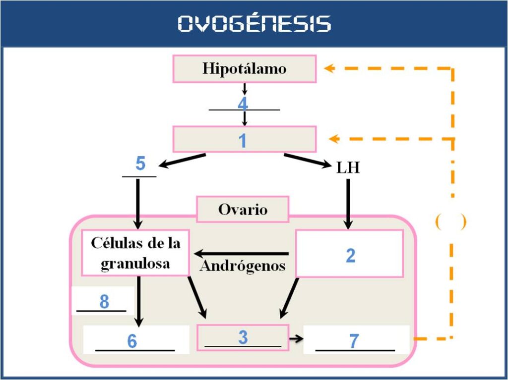 esquema grafico de ovogenesis