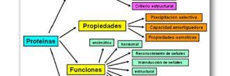 Esquema de proteínas