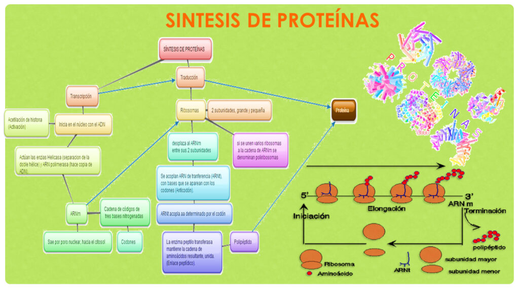 esquema estructura de las proteinas