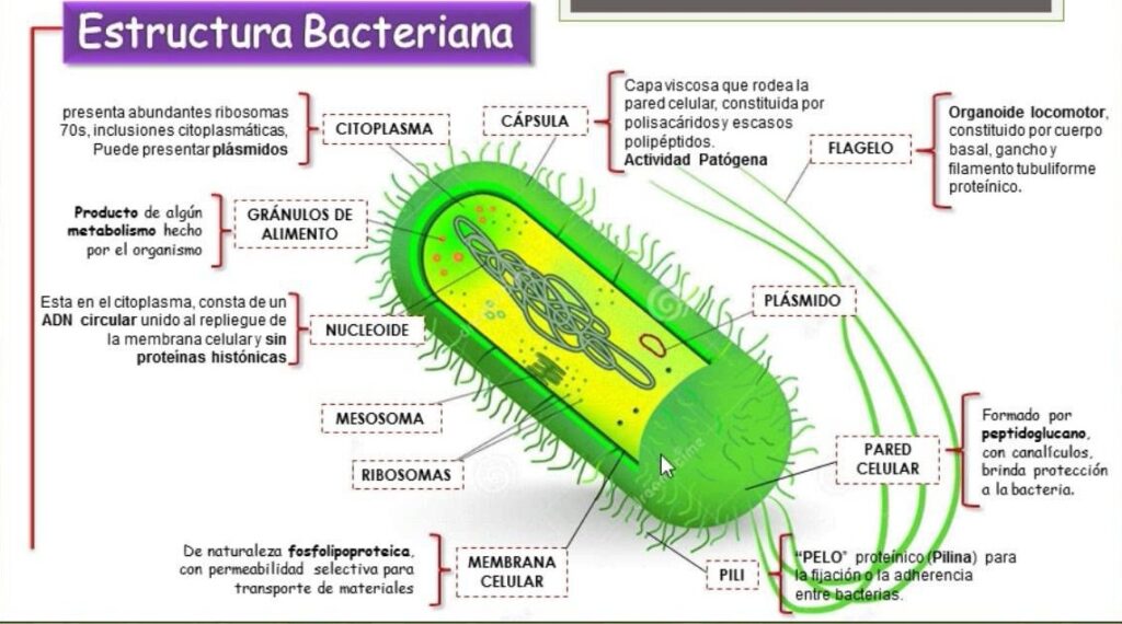 esquema de una bacteria gram positiva