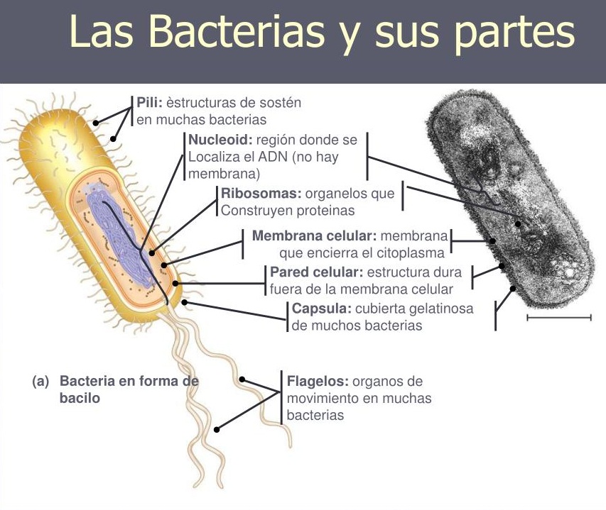 esquema de una celula bacteriana y sus componentes