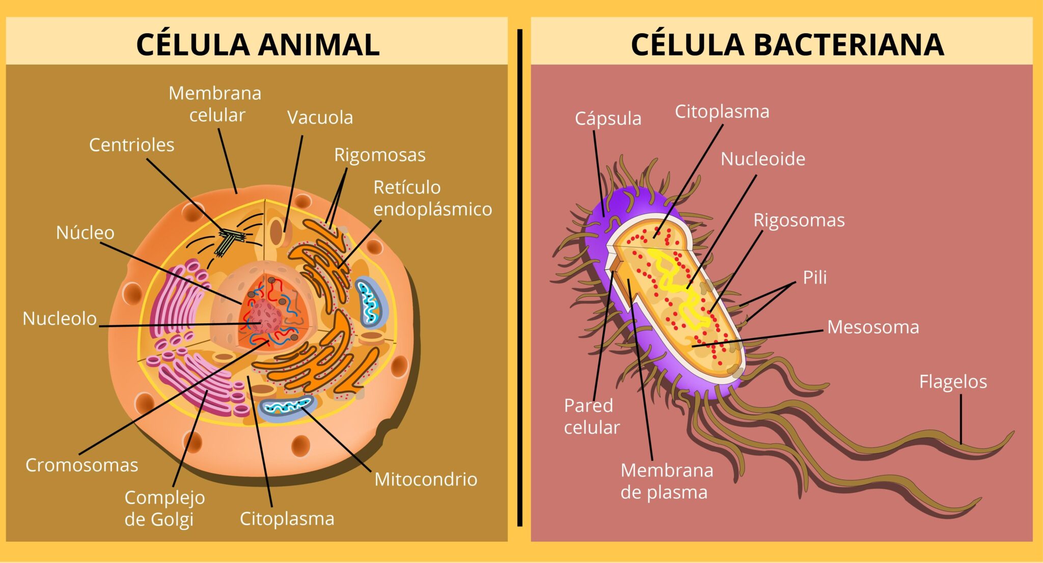 Esquema De Una Bacteria ¡fotos And Guía 2024 4221