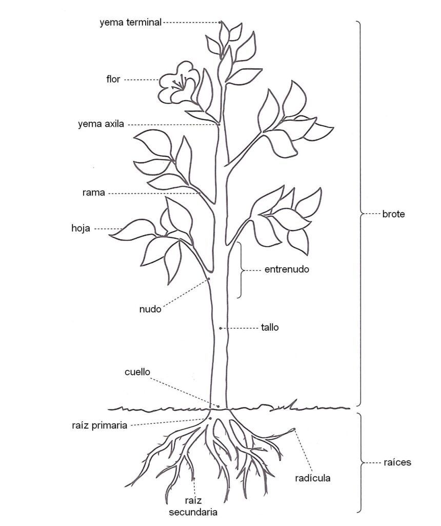 esquema de una planta con sus partes