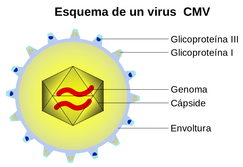 esquema de virus y antivirus