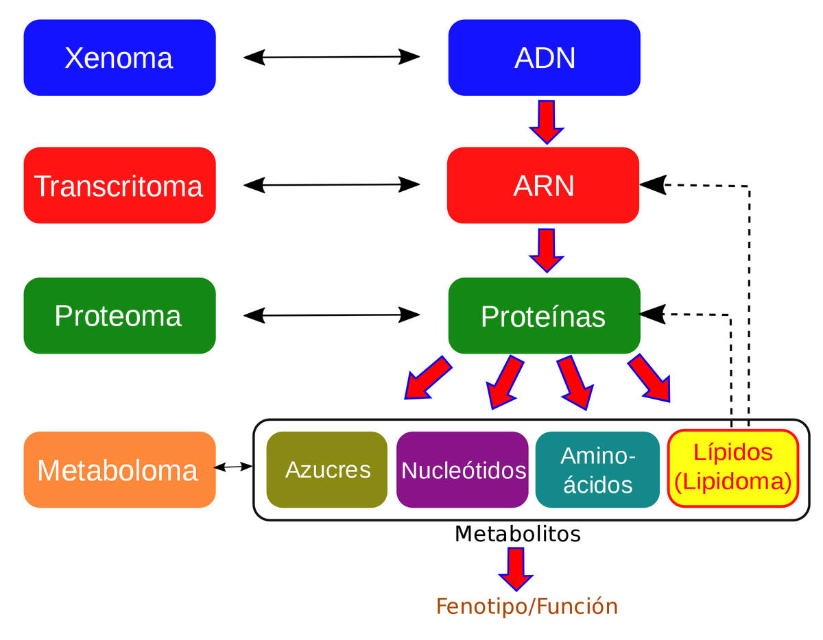 Esquema Del Adn Fotos Gu A