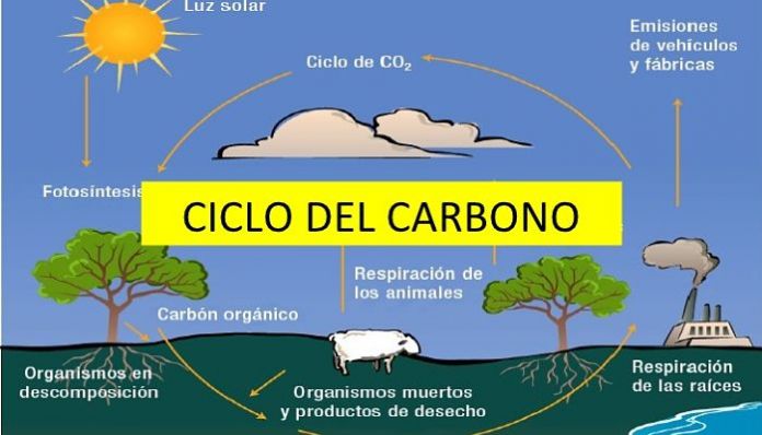 esquema del ciclo del carbono facil