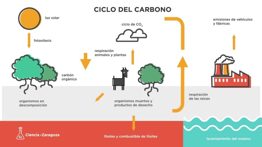 esquema del ciclo del carbono y nitrogeno