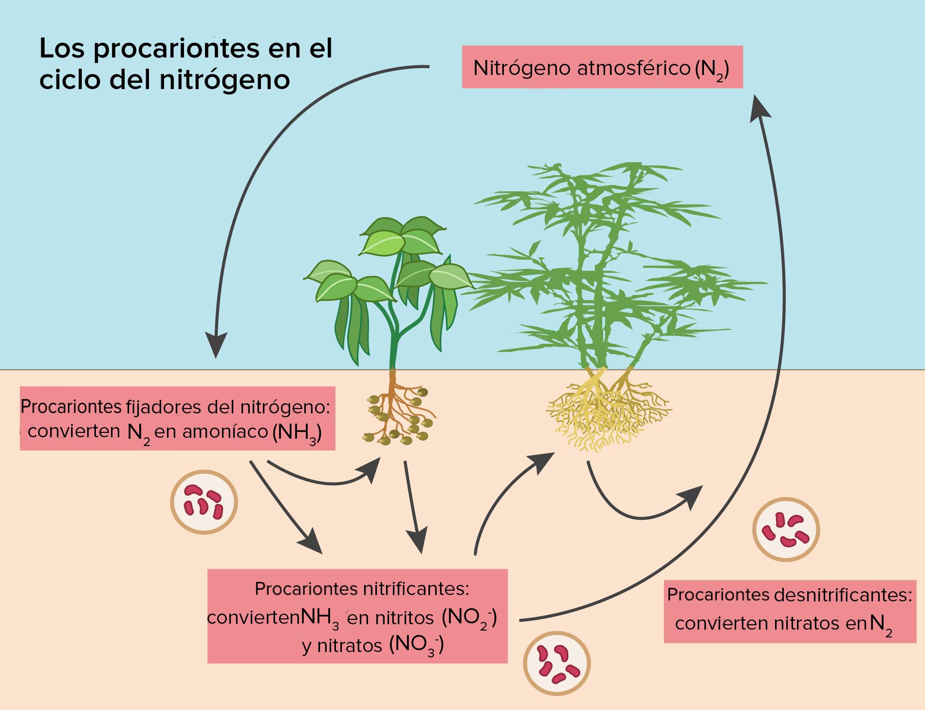 Esquema Del Ciclo Del Nitrógeno ¡fotos And Guía 2024 4562