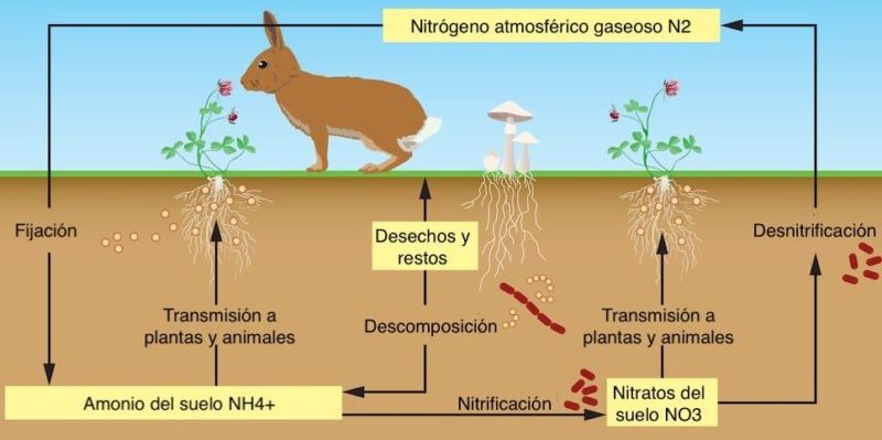 esquema del ciclo del nitrogeno en la naturaleza
