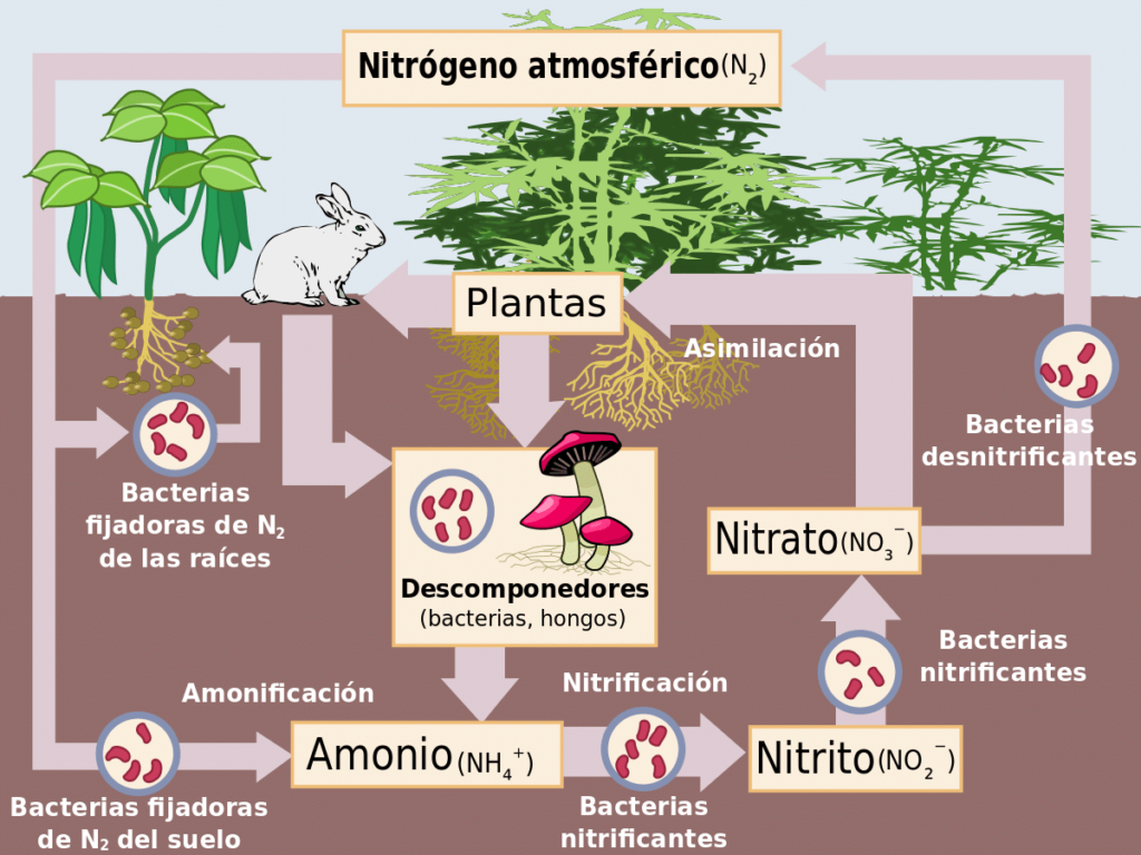 esquema del ciclo biogeoquimico del nitrogeno