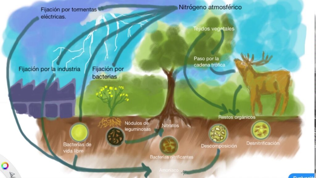 esquema sobre el ciclo del nitrogeno	